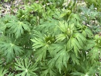 長野県上高地で発見されたトリカブト（参考画像）