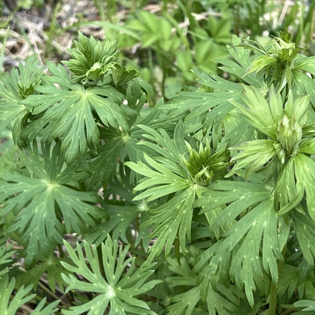 長野県上高地で発見されたトリカブト（参考画像）