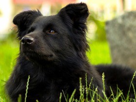 １１回目の挑戦で救助犬に　原発事故で避難した犬「じゃがいも」