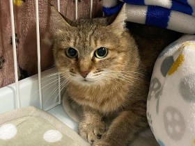 ちくわをもらって育った野良猫「ちくわ」　安住できる家を得る