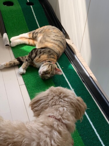 「君、ゴルフ場にいたからパターマットが好きってわけ？」（ニイノちゃん提供）