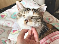 アゴを撫でられてうっとりするネネちゃん（画像提供：パステル三毛猫_ネネさん）