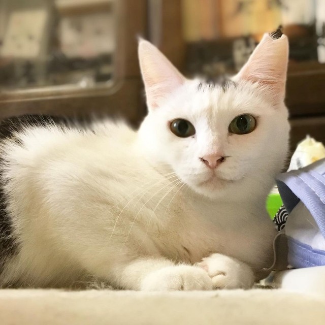 ふんわり優しい表情のパッツン