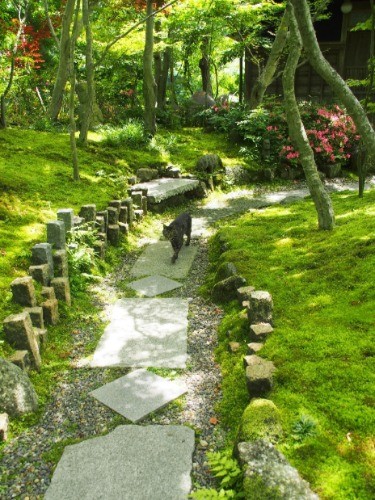 お客さん大好きで、すぐにやってくるトラ。ミーの息子。