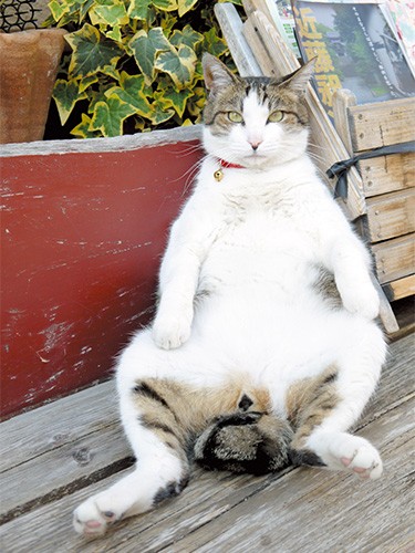 バッチリおっさん座りをキメるチョビ君