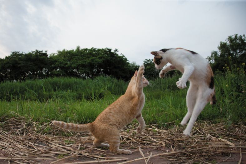 のこったのこった　（大空出版提供）