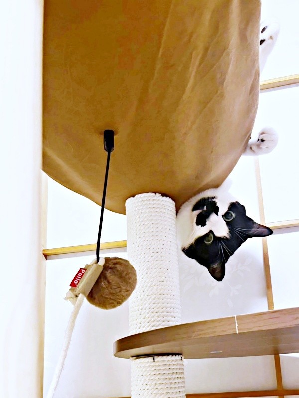 キャットタワーからひょっこり顔をのぞかせるミアちゃん（画像提供：マグルの猫さん）