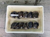 細くてしなやかで強いという特徴を持つ、ベクトランという繊維で作られた養生ケース