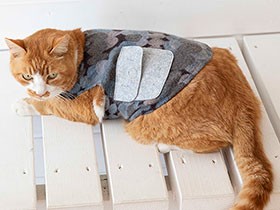 バッグに術後服、猫グッズ作りが心のケアにも　「愛猫のために手を動かす時間は貴い」
