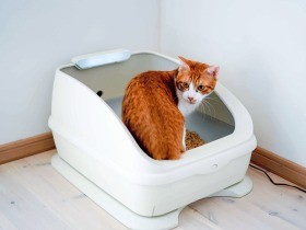 猫の健康調べるトイレ開発　体重・尿記録、スマホにお知らせ
