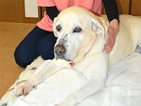 愛犬の老後、飼い主もサポート　訪問ケア事業始める
