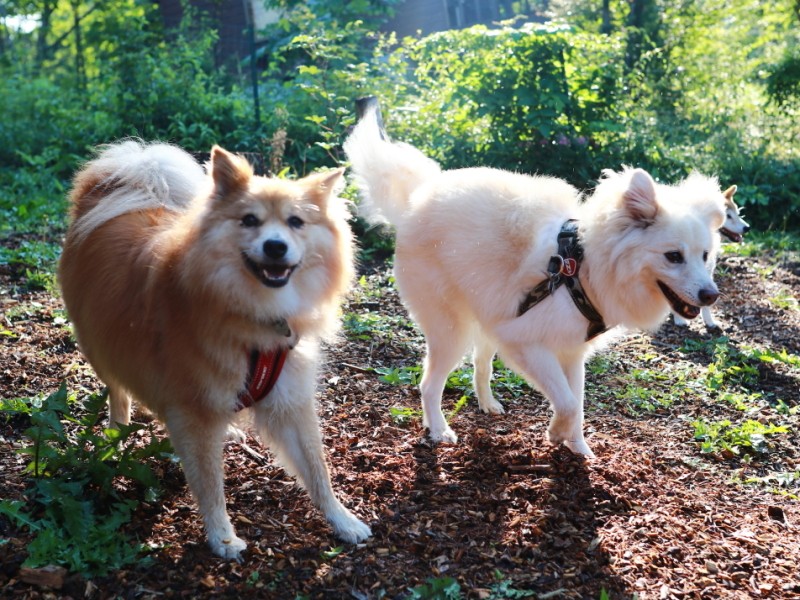 山の家のプライベートドッグランにて