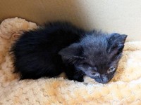 保護直後、生後1カ月半のあんずちゃん