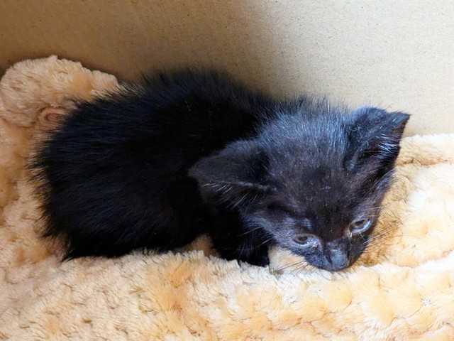 保護直後、生後1カ月半のあんずちゃん