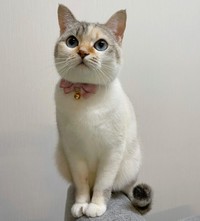 おすましマアムちゃん