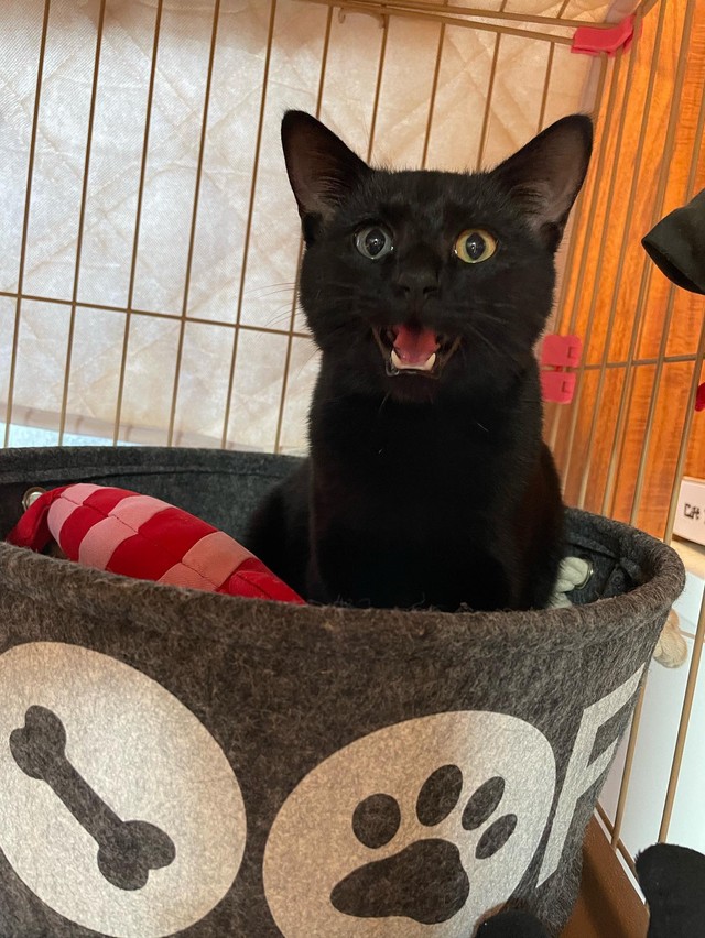 タロウくん、保護当時＝anko_kinako222さん提供
