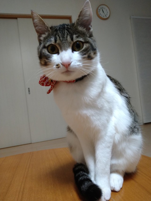 Twitterで話題になったワカちゃん（提供写真）