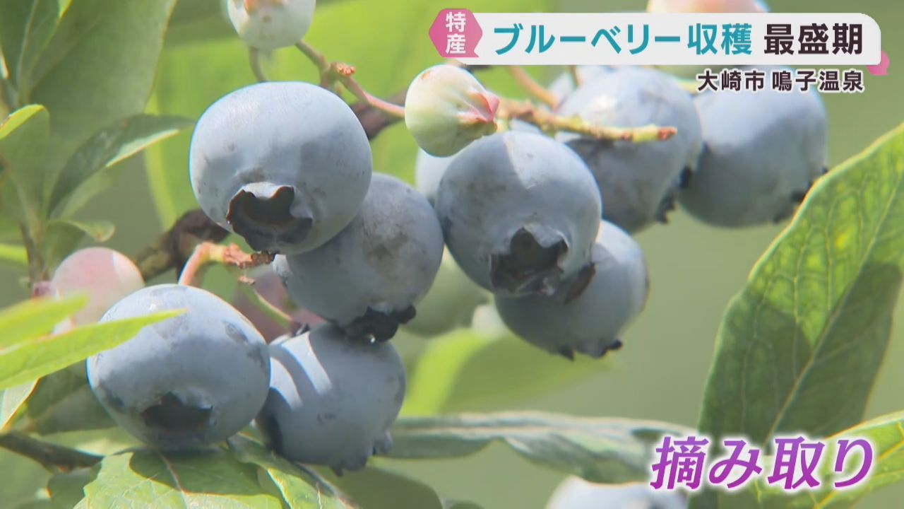 「あまーい！」「すっぱいーー」　ブルーベリー収穫の最盛期　小学生が摘み取って食べ比べ　宮城・大崎市