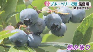 「あまーい！」「すっぱいーー」　ブルーベリー収穫の最盛期　小学生が摘み取って食べ比べ　宮城・大崎市