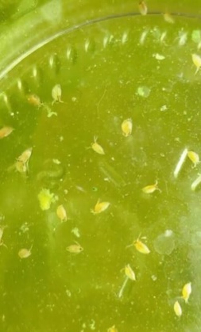 みじんこ～さんが育てているみじんこ／みじんこ〜さん（@Lupico_D）提供