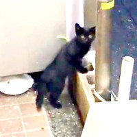 6年前、突然、飼い主さんのお店まわりに現れた小さなYoちゃん（画像提供：黒猫Yoちゃん（3にゃん）さん）