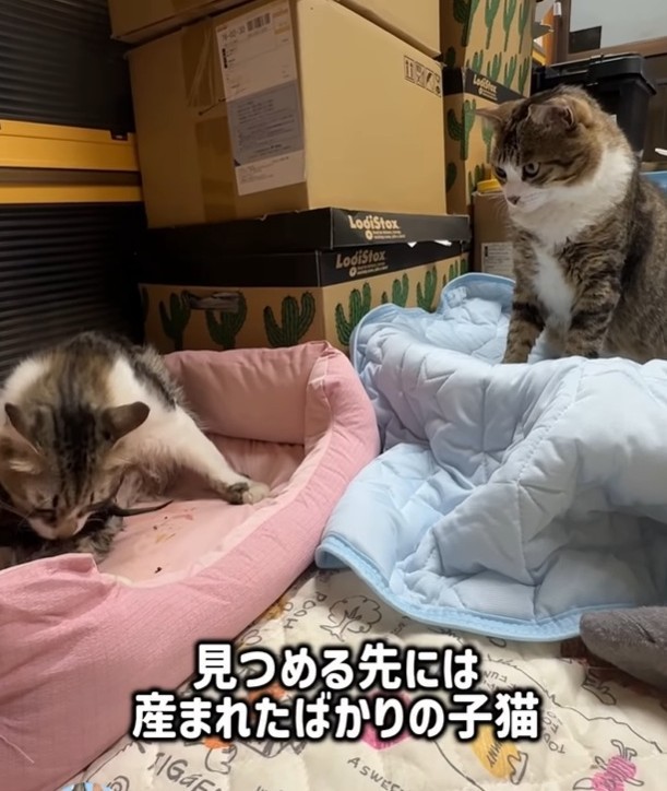 見つめる先には産まれたばかりの子猫ちゃんたちが！（「はちですよ」さんさん提供、Instagramよりキャプチャ撮影）