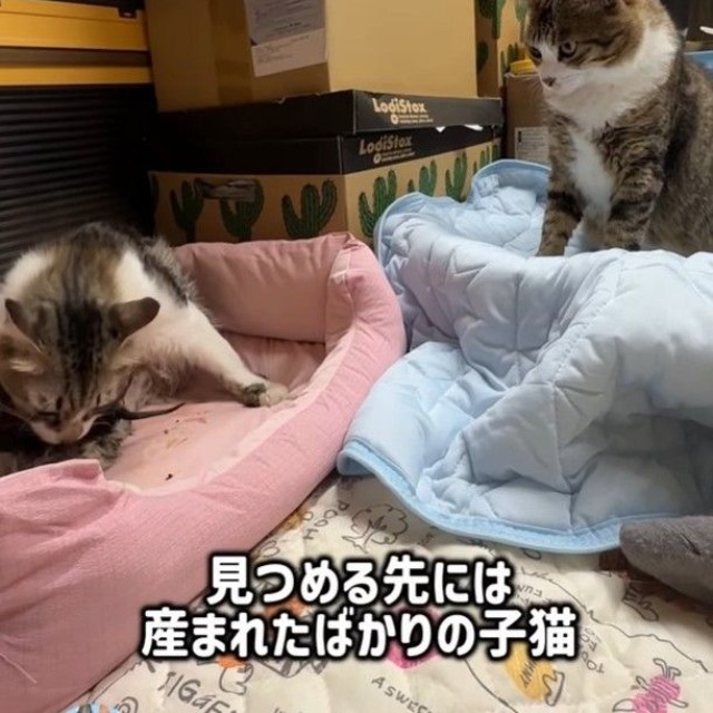 見つめる先には産まれたばかりの子猫ちゃんたちが！（「はちですよ」さんさん提供、Instagramよりキャプチャ撮影）
