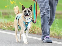 小型ながらも引き締まったボディが魅力のポン吉