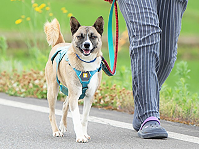 小型ながらも引き締まったボディが魅力のポン吉