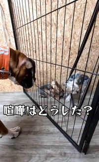 ケンカはどうした？（「犬と人の学校NOLE」提供、Instagramよりキャプチャ撮影）