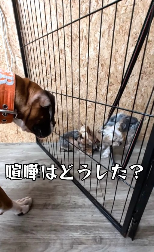 ケンカはどうした？（「犬と人の学校NOLE」提供、Instagramよりキャプチャ撮影）