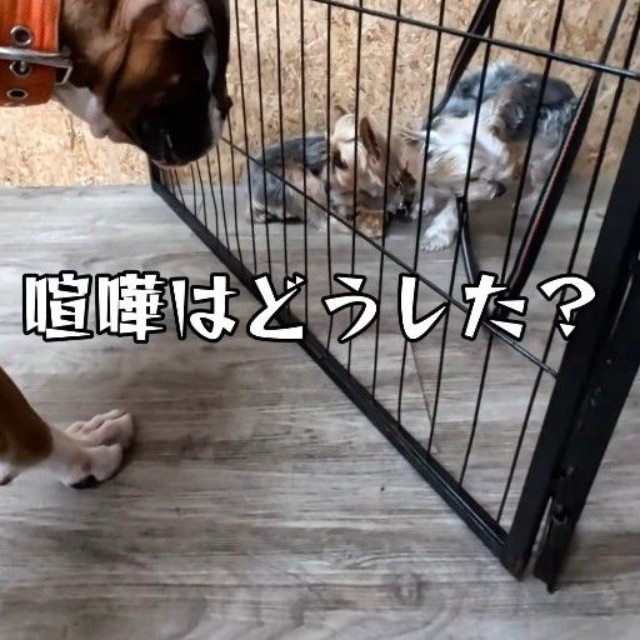 ケンカはどうした？（「犬と人の学校NOLE」提供、Instagramよりキャプチャ撮影）