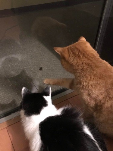 「虫さんがいる」「ほんとだ！」（まりさん提供）