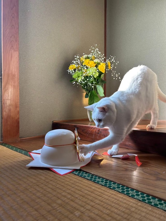 一旦鏡餅をそっと退かすMAOちゃん（提供：月生さん）