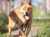 喉頭麻痺に苦しみながらも、しっぽの会の施設で懸命に生き続ける国稀