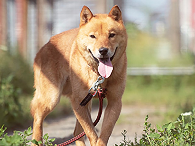 喉頭麻痺に苦しみながらも、しっぽの会の施設で懸命に生き続ける国稀