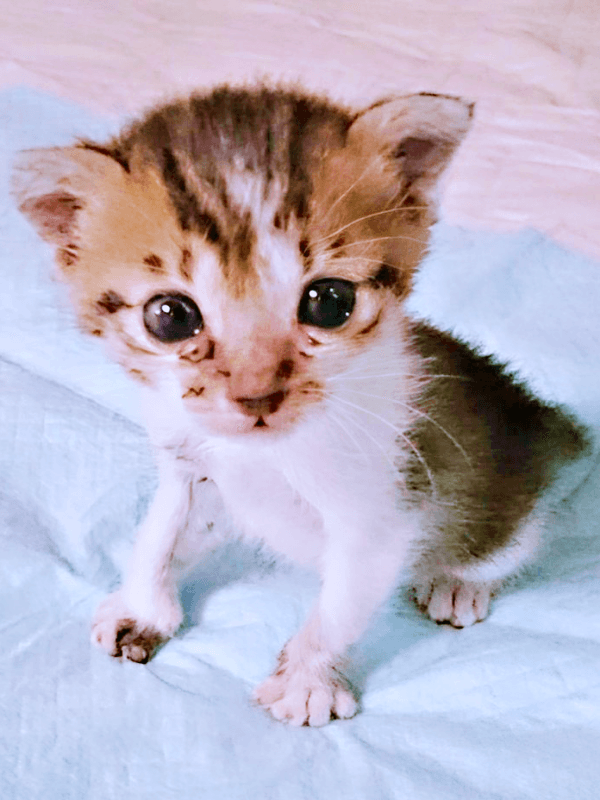 生後推定1カ月、飼い主さんのおうちにやって来たつくねちゃん（画像提供：猫目さん）