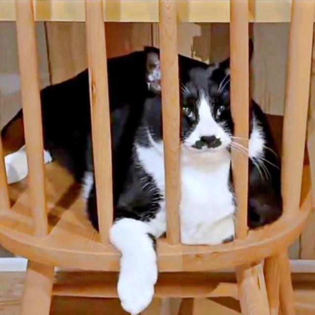 背もたれが柵になった椅子の上でくつろぐひげちゃん（画像提供：こけむすさん）