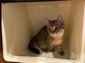 ゴミ袋を替えようと思った隙に先客が　ミヌエット「おと」