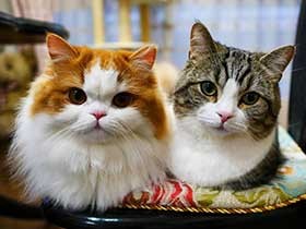 雨の日そっと寄り添う　ミヌエットの「麗」とマンチカンの「丘」