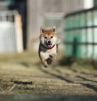 と、飛んでるー！！（画像提供／おまめさん）