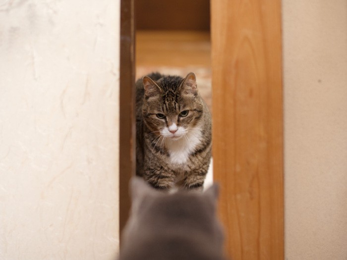 「カツオ道あけなさいよ、レディーファーストよ」（小林写函撮影）