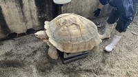 体重測定中のケヅメリクガメのケーヅー　提供：池田動物園