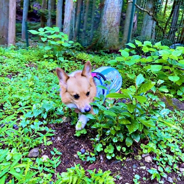 豊かな自然のなかを散歩するちろるくん（画像提供：ぷにこ というどすこい。さん）