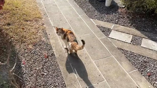 家を出て境内へと向かうミー子さん。 ※長楽寺のYouTube動画より抜粋