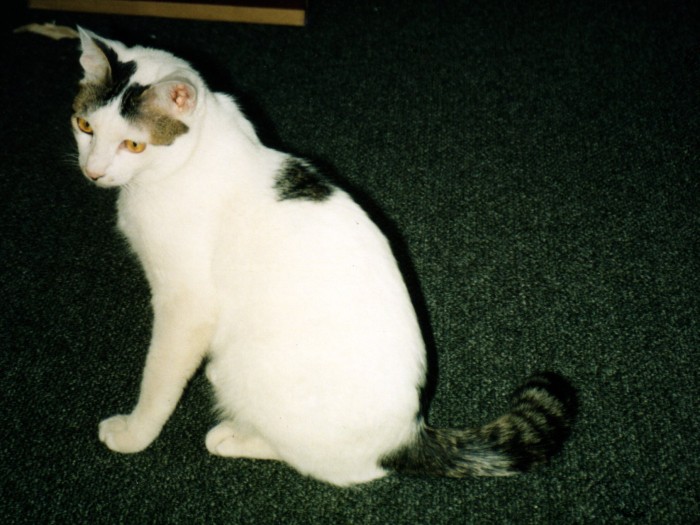 普段のぽわわわーーんなクーニャン