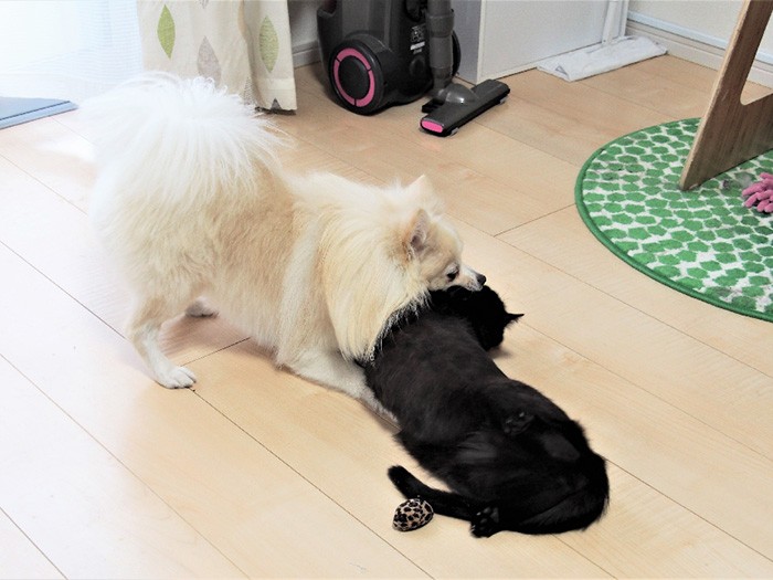 ねじ伏せて顔をパクリするのが、「食べちゃいたいほど好き」の愛情表現