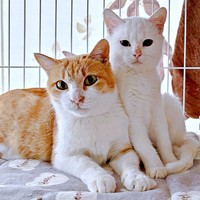 あなごさんとともに保護された（左から）じゃこちゃん、子猫・しらすちゃん（画像提供：Hirokoさん）