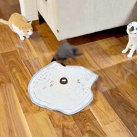 布に隠れた紐が動くとーーソファから飛び出した乃愛ちゃん（画像提供：桃丸さん）