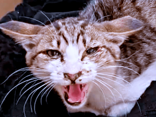 極寒の中、ひとりぼっちで鳴いていたそぼろくん（画像提供：おかかとそぼろの成長記録さん）